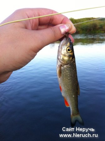 Рыбалка на реке Сосна.