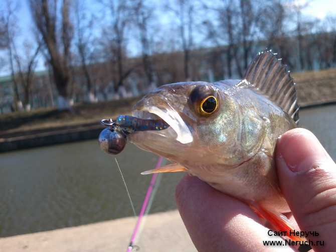 Crazy Fish (обзор резины)